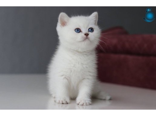 Mutluluk Verici Güzelliği ile Silver British Shorthair 