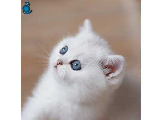 Buz mavisi gözleriyle Silver British Shorthair yavrumuz 