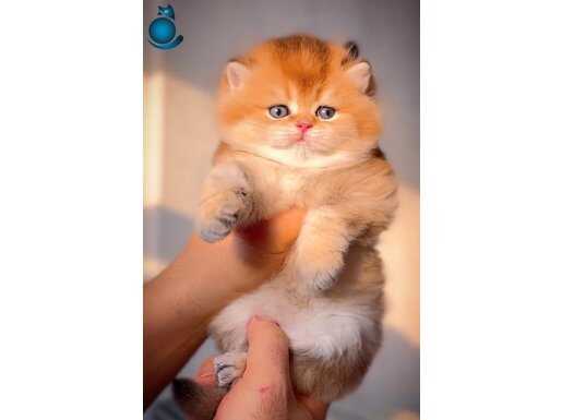 Altın Yumoş Golden British Shorthair yavrumuz 