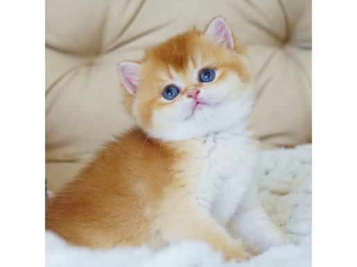 Asil ve Özel Golden British Shorthair yavrumuz 