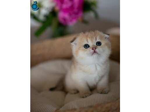 Yuvarlak Hatlı Golden Scottish Fold 
