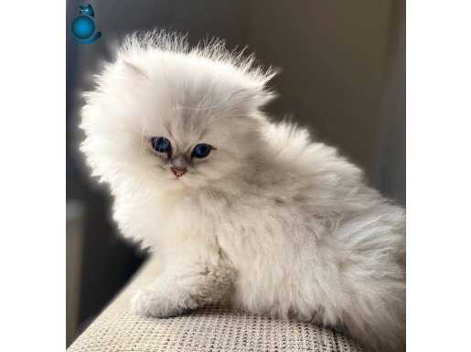 Bomba Güzellik Silver British Longhair 