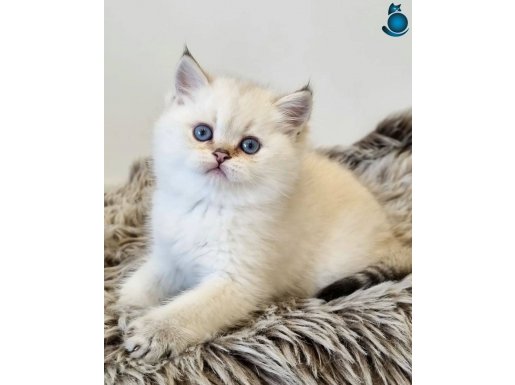 Pamuk Güzeli Silver British Shorthair yavrumuz 