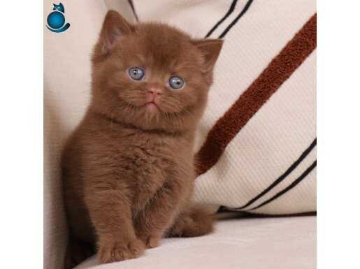 Minik Mocha Chocolate British Shorthair yavrumuz 