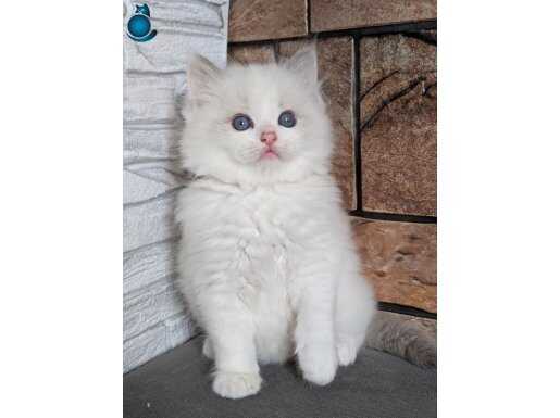 Şairane Ragdoll yavrumuz 