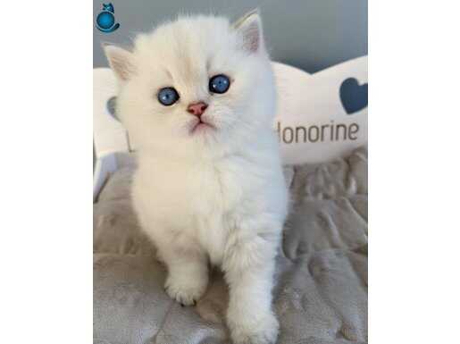 İnci gibi beyaz Silver British Shorthair 