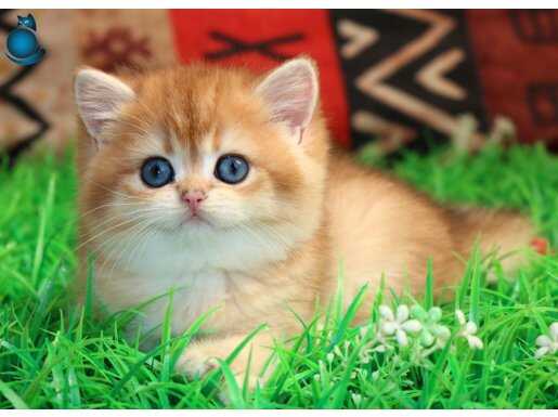 Kraliyet Yavrusu Golden British Shorthair yavrumuz 