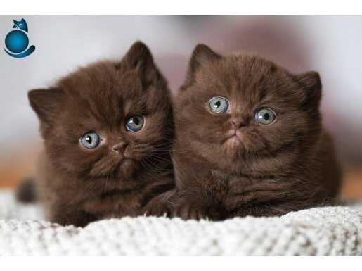 Çikolatalı Gofretler Chocolate British Shorthair yavrularımı