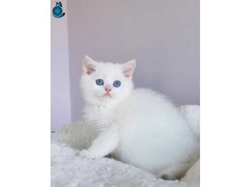 Saf Beyaz Silver British Shorthair NS1133