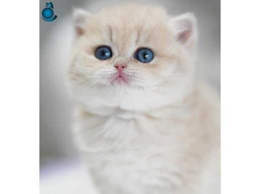 Buz mavisi gözleriyle Golden British Shorthair yavrumuz 