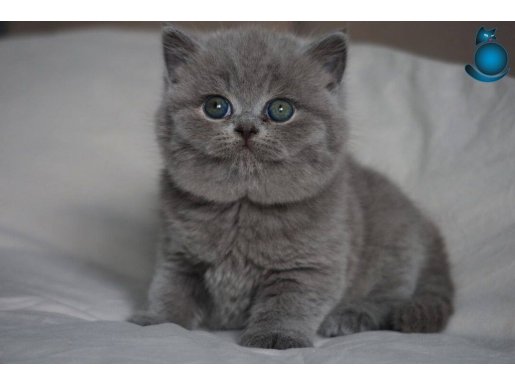 Gümüş Zarafet Gri British Shorthair 