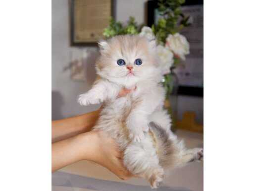 Nadir Görülen Ay Golden British Longhair 