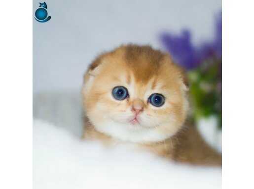 Kıvrık Kulaklı Golden Scottish Fold Shorthair yavrumuz 