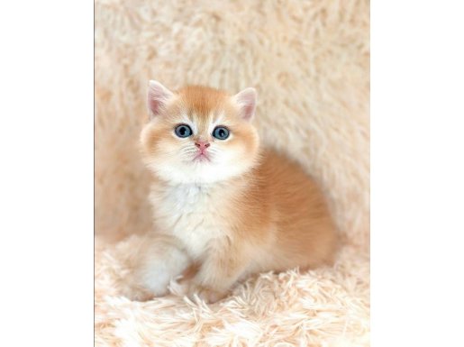 Işıltılı Altın Tonlarıyla Golden British Shorthair