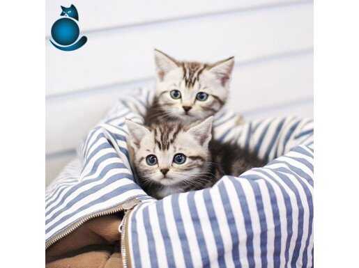 İkizler Silver British Shorthair NS24 yavrularımız 