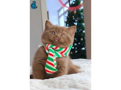 Popstar Chocolate British Shorthair 