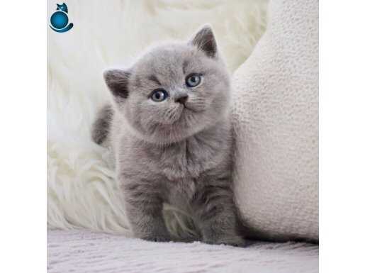 Dost Canlısı Gri British Shorthair yavrumuz 