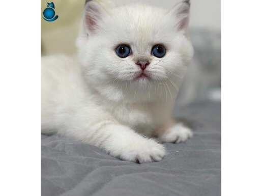 Bal Yanak Silver British Shorthair ns1133