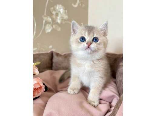 Zümrüt Gözlü Altın Kürklü British Shorthair Yavrumuz