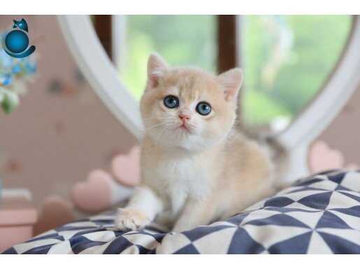 Dikkat Çeken BY Golden British Shorthair 
