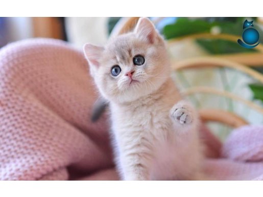 Etkileyici Rengiyle Blue Golden British Shorthair 