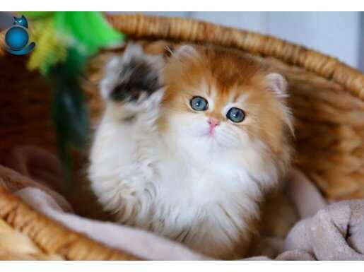 Altın yeleli Golden British Longhair yavrumuz 