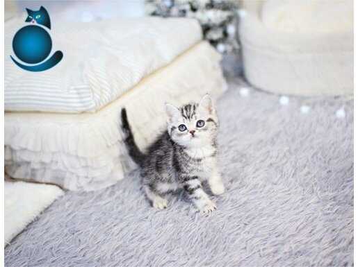 Best klass silver british Shorthair ns24
