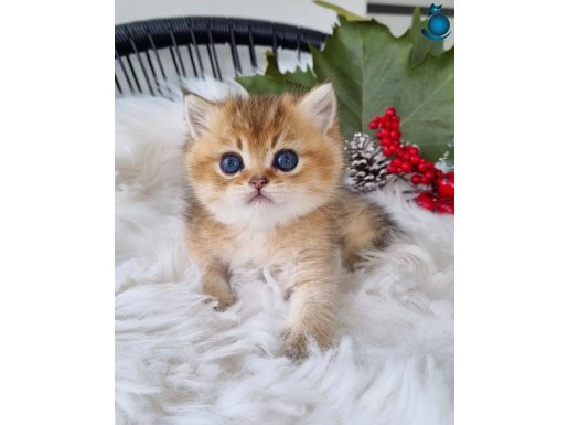 Golden Masumiyet British Shorthair yavrumuz 