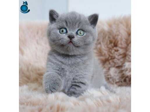 Oyuncu Gri British Shorthair yavrumuz 