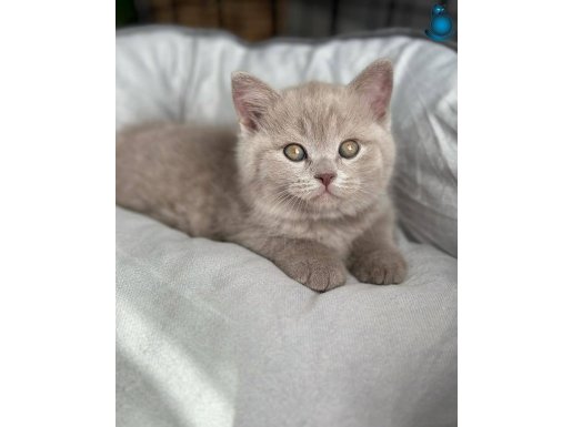 Muhteşem Rengi İle Lilac British Shorthair 
