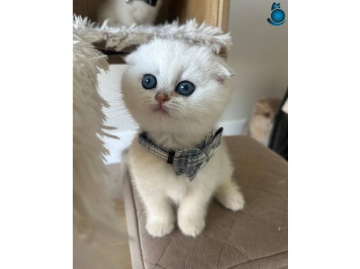 Scottish Şirinlik Silver Shorthair yavrumuz 