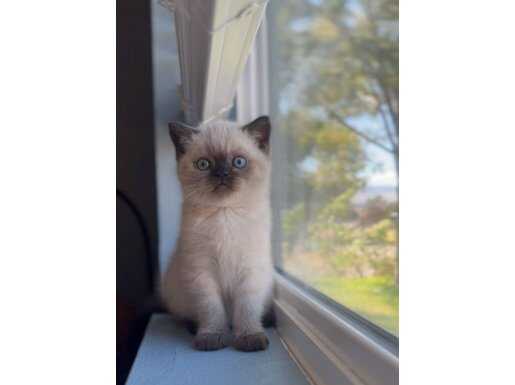 Bakışları Ömre Bedel Çikolata Point British Shorthair