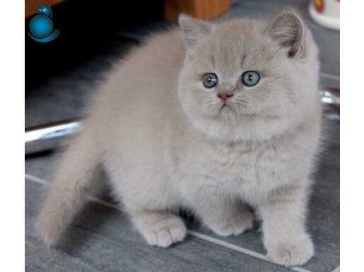 Muhteşem Rengi İle Lilac British Shorthair yavrumuz 