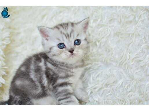 Muhteşem Güzellikte Silver British Shorthair 