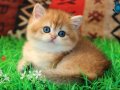Kraliyet Yavrusu Golden British Shorthair yavrumuz 