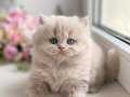 İpeksi Tüylü Lilac British Longhair 
