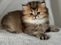 Yumuşacık Tüylü Blackgolden British Longhair yavrumuz 