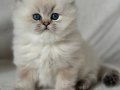 Nadir Görülen Blue Point British Longhair 