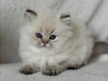 Nadir Görülen Blue Point British Longhair 