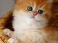 Yumuşak Tüyleriyle Golden British Longhair 