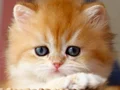 Yumuşak Tüyleriyle Golden British Longhair 