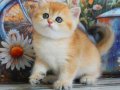 Golden Zarafet British Shorthair yavrumuz