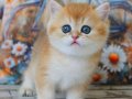 Golden Zarafet British Shorthair yavrumuz