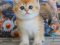 Golden Zarafet British Shorthair yavrumuz