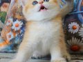 Golden Zarafet British Shorthair yavrumuz