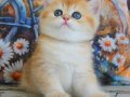 Golden Zarafet British Shorthair yavrumuz