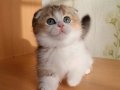 yumoş surat Golden Scottish Fold 