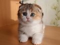 yumoş surat Golden Scottish Fold 
