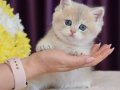Son Kalan Özel AY Golden British Shorthair 