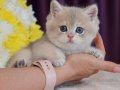Son Kalan Özel AY Golden British Shorthair 